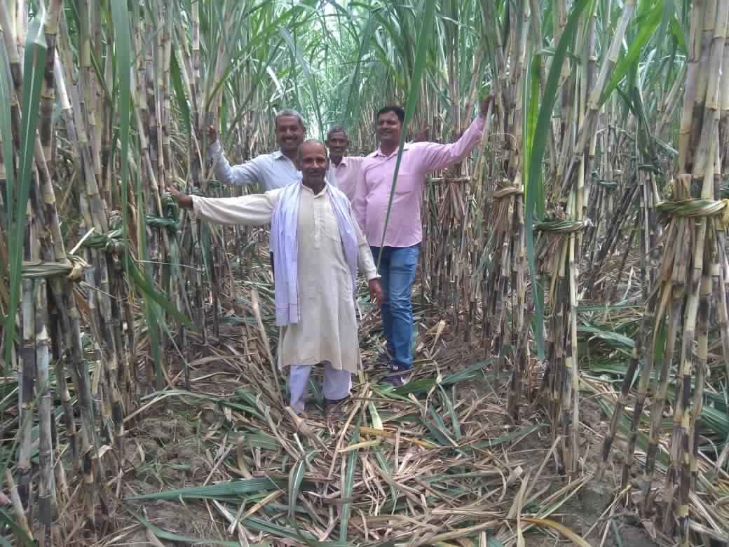 sugar-farms