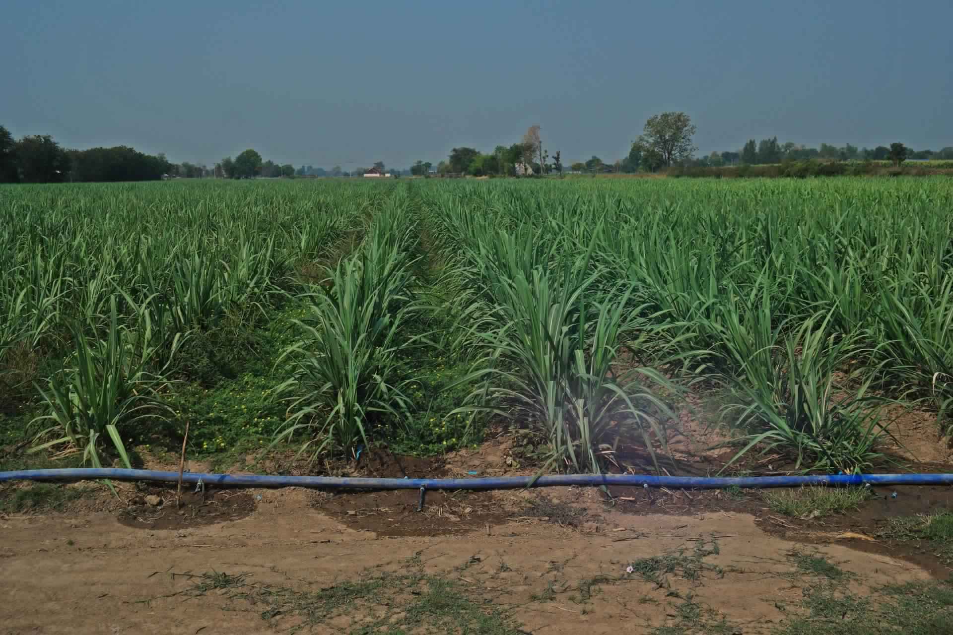 Drip-Irrigation