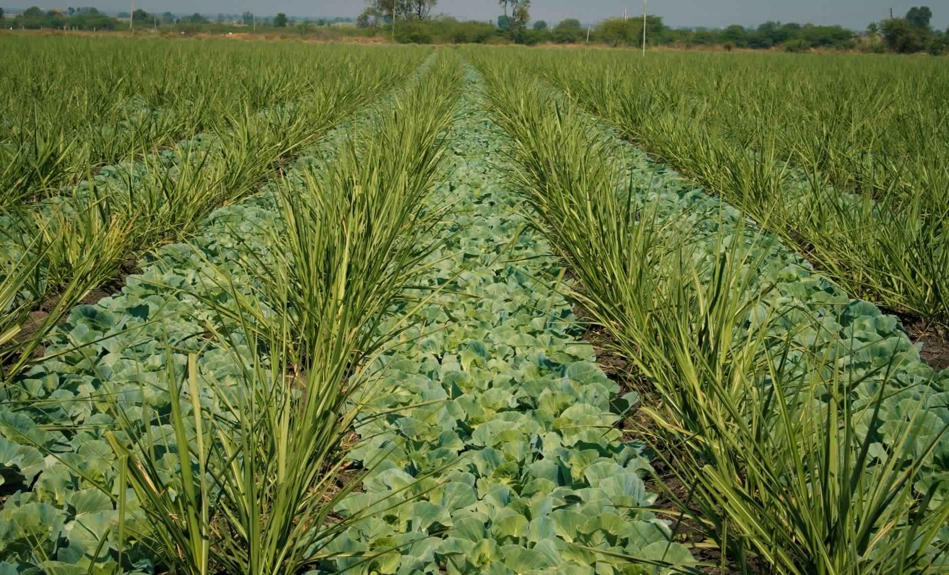 Intercropping