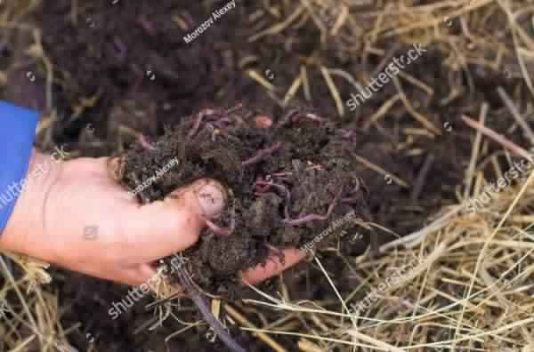 Vermi-Compost-disadvantages